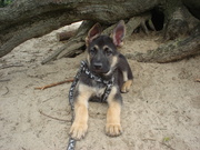 honden foto van Marion