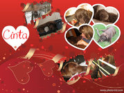 honden foto van luca