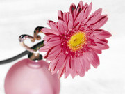 honden foto van jessy