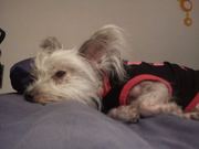 honden foto van Kimberly-Toska