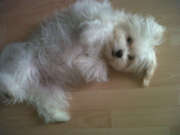 honden foto van Denise en Noa