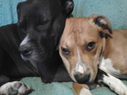 honden foto van verheust guido