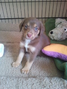 honden foto van Sabina