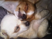 honden foto van Sonny