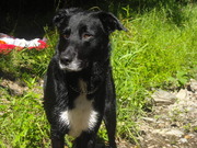 honden foto van lies