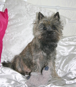 honden foto van Ellis