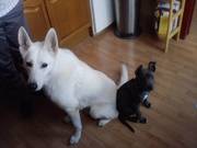 honden foto van Angelique