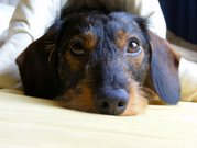 honden foto van Rosa