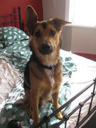 honden foto honden foto van Florence