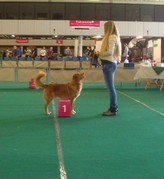 honden foto van Lisette, Chico & jersey