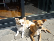 honden foto van denise 