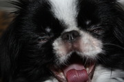 honden foto van Nicole