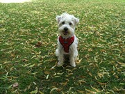 honden foto van Christa & Milo