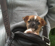 honden foto van Frankie