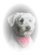 honden foto van Elly