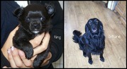 honden foto van ...
