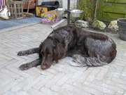 honden foto van Harry