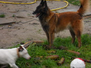 honden foto honden foto van Joy