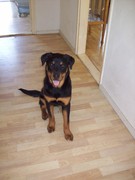 honden foto van monique