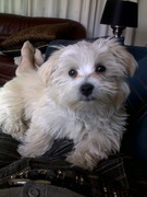 honden foto van Angelique