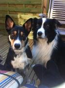 honden foto van Helen