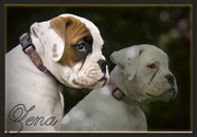 honden foto van zenna