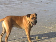 honden foto honden foto van schepers