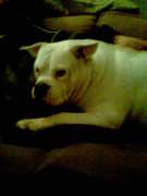 honden foto van yvonne grauwelman