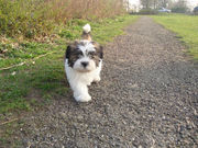 honden foto van sarah