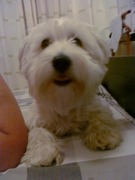 honden foto honden foto van Donnee