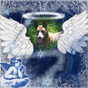 honden foto van yolande