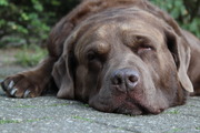 honden foto honden foto van Michel