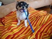 honden foto van Jolanda