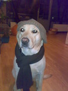 honden foto van Vito