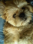 honden foto honden foto van Rosanne