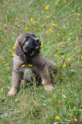 honden foto van Ewa en Marc