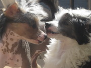 honden foto honden foto van angelien