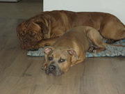 honden foto honden foto van samantha