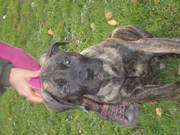 honden foto van Richard