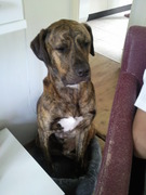 honden foto van Ilja en Diesel