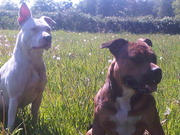 honden foto van staffordfriend