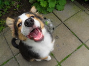 honden foto van Anique 