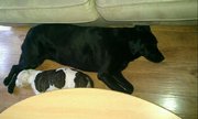 honden foto van Brenda, Tessa & Sky