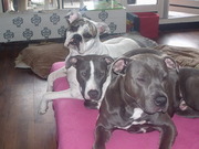 honden foto van rosa