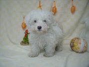 honden foto van Nancy Shea