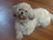 honden foto honden foto van joyce selbach