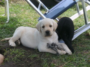 honden foto van Magickfairy <3 Buffy & Spike