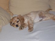 honden foto van annick