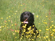 honden foto van June