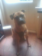 honden foto honden foto van ZohraenScooby